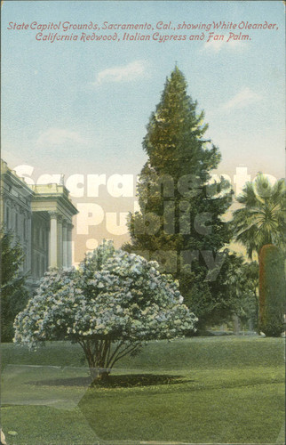 State Capitol Grounds, Sacramento, Cal., Showing White Oleander, California Redwood, Italian Cypress, and Fan Palm