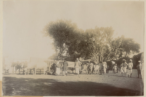 [Ox-drawn carts carrying eclipse equipment through the countryside to Camp Pierson, Wangi, India]