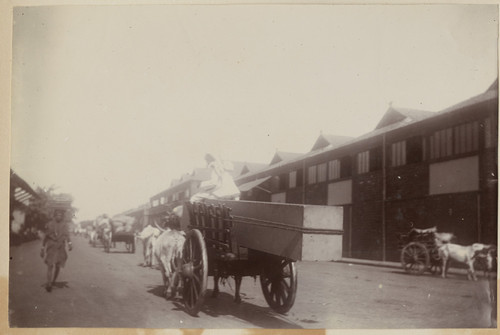 [Ox and horse-drawn carts carrying eclipse equipment through the countryside to Camp Pierson, Wangi, India]