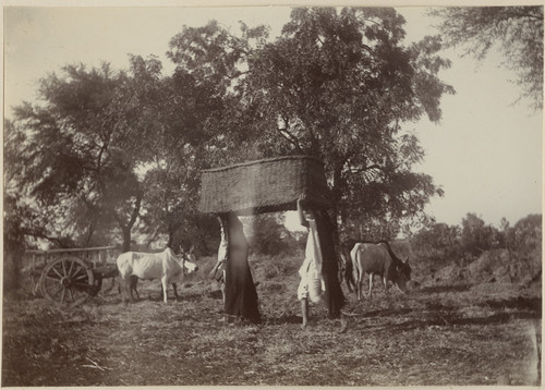 [Two Indian women carrying a large woven basket on their heads near Camp Pierson, Wangi, India]