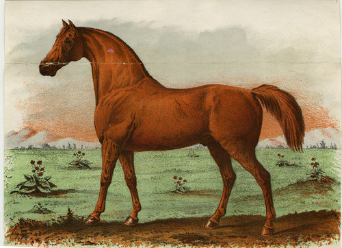 Old Series Trademark No. 1101