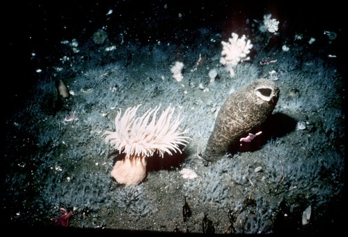 Sea anemone and ascidian with seastar on it, soft coral in background