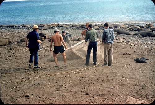 Capturing an elephant seal in a net