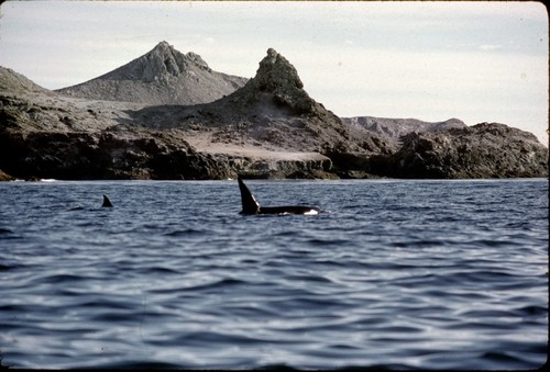 A killer whale breaching the surface of the water