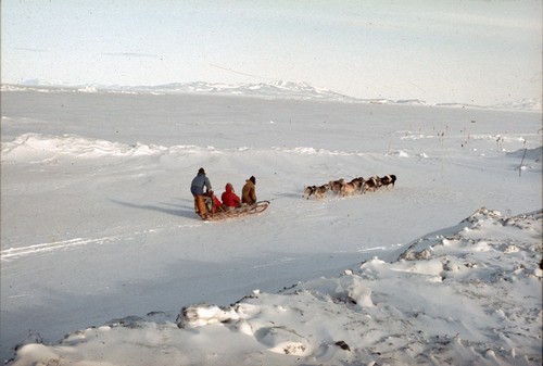 Dog sledge