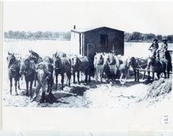 Lewis Ranch in Camarillo, California, 1917