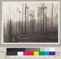 Redwood selective logging. Pacific Lumber Company. Monument Creek. Landing #1 top of incline, north side of canyon. Logged by high lead 1938. View from east. Photo 1/29/39 E. F