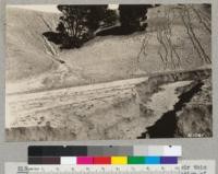 Effect of a few digger pines which with their thin layer of litter on the ground prevented the formation of gullies which show on both sides of them. Bank of arroyo cut to 5-ft. depth. Tehachapi Flood, '32