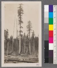 Typical redwood tree, Luffenholtz Creek, Humboldt County, total height 207', merchantable 144', stump diameter 82." 63" inside the bark. Top diameter 37", stump height 6'. Scale 17,473 board feet. The trees here average 7 logs (5, 32-40 feet and 2, 16-20 feet). Average log scales 2000 feet. Logs run from 1500-3000 feet. Pratt and Henderson in the foreground. Total height 207' Scaled 17 degrees 473 board feet. Merchantable 144', stump height 6', stump diameter 82", 63" inside the bark, top diameter 37"