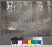 Controlled burning experiment, Weed Lumber Company, August, 1920. Setting the fire about 6 P.M