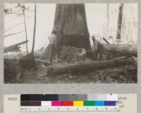 Redwood Utilization Study. Felling a large goose pen. One wing of the butt has been removed by means of a double cut. Part of the block removed lies to the left. The chopper at the left is making the undercut deeper with an axe. The chopper on the right is snipping the stump. See also #4634. E.F., July, 1928