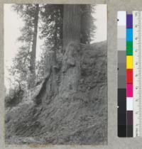 Redwood. Effect of partial burial. A killed tree at Greenlaw Bluffs. Slip out of early 1940 with one living tree fallen into river. This tree sprouted new roots. 6-18-40. E.F. At # tree 1648