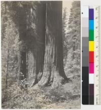 Sequoia gigantea. Tuolumne Grove. Yosemite National Park. Trees just below highway. 8-18-39 E.F