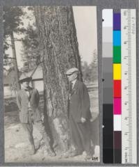 Supervisor M.R. Tillotson of the Cleveland National Forest and his father in front of a large Jeffrey Pine at Strawberry Valley in the San Jacinto Mountains. Holes in the bark contain acorns of the black oak placed there as insect traps by woodpeckers which eat the insects when they mature