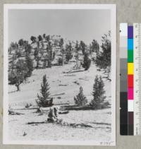 A hillside of dolomite limestone with scattered stand of bristlecone pine - Pinus aristate. About 11,500 feet elevation. Robert Burton looking at a young tree about five years old. Those behind him are probably 60 to 80 years old. August 17, 1954