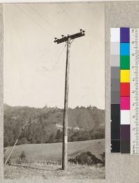 Second-growth redwood used for power line poles at La Honda, San Mateo County, California. The poles vary from 35' long and up and are from timber not much over 40 years old. The line terminates at the Fish Hatchery on La Honda Creek and contains about 200 poles