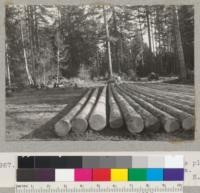 Douglas fir piling on William Saggart's place on Albion Ridge near Albion, California. 3/21/41. E.F