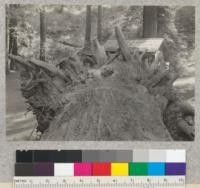 Root system of a 12-foot redwood windfall, Richardson Grove. Stereographic with #5596. (Left view). April, 1933. E.F