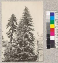 Crowns of Red Fir (Abies magnifica) about 7000' elevation, near Spanish Peak, Plumas County, California. 1924