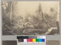 Water was more than 10 ft. deep through this stand of willows & cottonwoods along Malibu Creek, Los Angeles County. Trees were overthrown by the power of the water