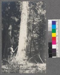 A 32" Englemann Spruce along bottom land south of junction of American and Uncle Sam Creeks, Montana. 1920