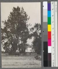 A large Digger Pine (Pinus sabiniana) on the grounds of the Plant Introduction Garden near Chico, California. August 1916