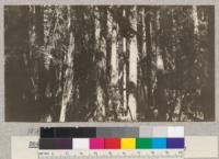 White Fir. Punch Bowl #4. Site 70' at 50 years. Volume 91,800 board measure per acre. Age 90 years. Schumacher, 1925