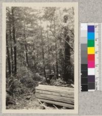 Redwood snag about 150 ft. tall standing in dense stand of 50 years old second-growth, felled and split into ties without injury to secondgrowth. Lands of The Pacific Lumber Company, Humboldt County - California. D. T. Mason - 9 - '22