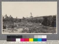 View in the Del Monte forest showing Gowen Cypress group at the right, shrubs in the foreground and stands of Monterey and Bishop Pine in background