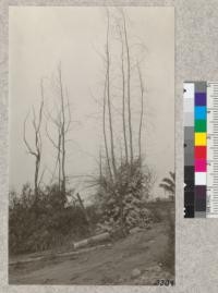 One year after the Berkeley Fire. Eucalyptus rostrata (left) and Eucalyptus globulus (right) making rapid recovery by vigorous sprouting. Sept. 17, 1924