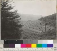 Redwood Region. An old stump field cleared three years before. Now producing heavy crop of hay. South of Scotia. Photo from Eel River Bridge. 6-18-40. E. F