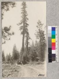 Typical example of mature white fir (Abies concolor) left in logging with young advance reproduction coming up around it. Near Hull's Meadows, Stanislaus National Forest on Pickering Lumber Company cut-over lands. W. Metcalf, June, 1925