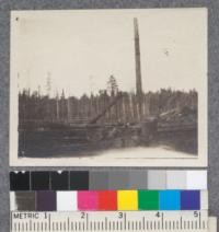 Logging at Hammond Lumber Company. Taken by Byrne 1919