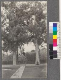Two large Eucalyptus globulus trees in front of school San Jose, California. May, 1920