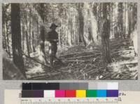 White Fir. Slate Creek #1. Site 40' at 50 years. Volume 12,630 board measure per acre. Age 61 years. Schumacher, 1925