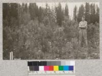 Western Yellow Pine plot started from seed spots sown spring 1913. Spots covered with wire mesh. Photo July 23, 1923