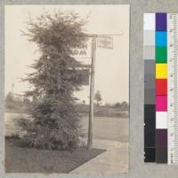 Redwood sprouting. Two 6-inch second-growth poles, 11' high, set to serve as supports for a sign. Set in 1933, driven into ground with a maul. Both sprouted at once. One died after two years. The other has persisted and sprouts are vigorous. Have not been pruned. Exposed to winds from West. Sprouts from ground line top. Evidently well rooted now. Some branches now parallel the pole and are 6 feet long and 1" at trunk. 25 sprouts come from beow ground line. Some branches grew 24" in 1939. Lawn is irrigated. Hunter's Lunch Room. Redwood Highway, Arcata, California. 11-4-39 E.F