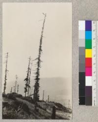 Redwood "fire column" on University of California experimental area near Weott. 30" diameter at breast height ant 175' high. Tree stands 20 ft. to west of #1168. Diameter 30". Tree was girdled during logging for about 50% of its circumference. View from the south (at about tree 1218). E. F. July 6, 1932