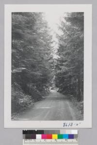 New road on the old railroad grade up the Stillaguamish Valley from Silverton to Barlow Pass through the burn planted up in fall of 1912. Metcalf. Sept. 1952. (Wash.)