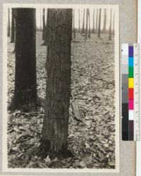 Left to right: Acer rubrum; Sassafras sassafras. Western Pennsylvania