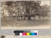 Root system of a Blue Oak (Quercus douglasii) at edge of Clear Lake, showing reaction to washing away of soil. Nov. 1929. Metcalf