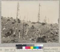 One of a series of 17 views (#5546-5563) in panorama (entire 360 degrees) of surrounding logged-off area, from stump #1046 on University of California experimental area of 1928-1930 in NW 1/4 NE 1/4 Sec. 1 T2S, R2E. Photo at noon in bright sun. 7-7-32, E.F