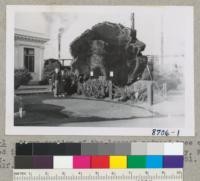 Stump section of the largest redwood tree ever felled in Mendocino County. Union Lumber Company, Fort Bragg. Set up to honor C. R. Johnson. August 1951. Metcalf