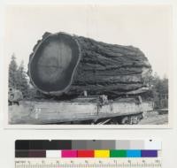 Redwood Region. A log showing marked color differences caused by higher concentration of extractives in outer heartwood. 60" log. Pacific Lumber Company at Scotia. 10-5-42, E.F