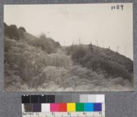 Typical three year old redwood second growth. Union Lumber Company, Fort Bragg, California. Note dense growth of herbaceous matter