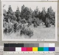Bishop pines make attractive Christmas trees along coast near Pt. Arena. Natural reproduction. Metcalf. May 1954