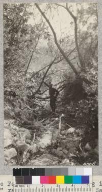 State Forester Pratt standing in gully made by 3" rain on 200-acre burn, San Bernardino County. Metcalf. 1926