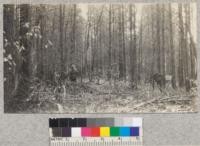 Conrow plot of 1/2 acre of Pinus Ponderosa marked to remove defective trees and competing oaks. Feb. 1930. Butte County