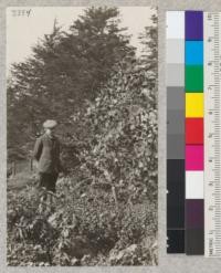 Eucalyptus alpina at Golden Gate Park, San Francisco, with E. Walther. This is the most frost resistant species in Australia, growing in high moutains where snow is common. January, 1925