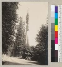 Osprey nest on top of a tall redwood on bank of Eel River near Pepperwood, California. Tree about 300 ft. high. Nest sits across two prongs. See also #5866. 7-13-35, E.F